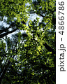 新緑 4866786