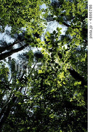 新緑 4866786