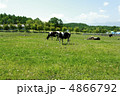 牧場 4866792