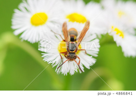 キボシアシナガバチ 4866841