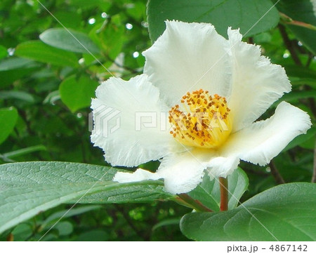 ナツツバキ（夏椿）：シャラノキ 4867142