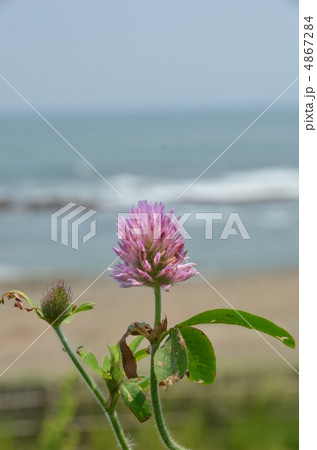 赤つめ草 4867284