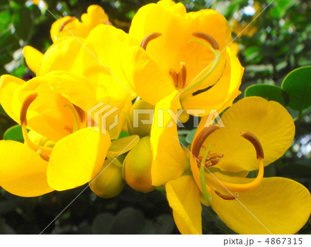 コバノセンナ（小葉の旃那） 4867315