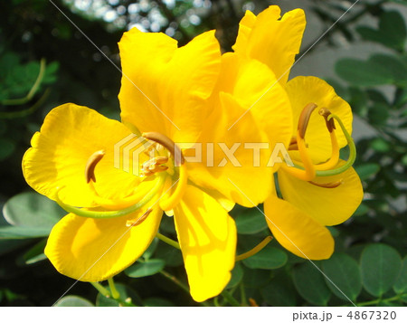 コバノセンナ(小葉の旃那) コバノセンナ(小葉の旃那) 4867320