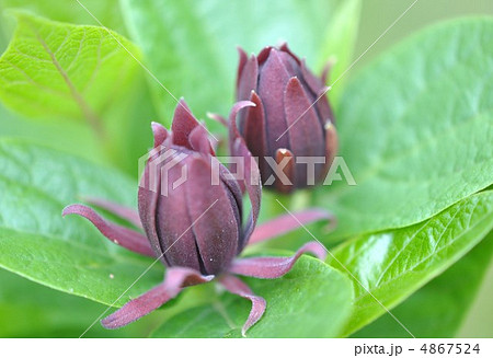 クロバナロウバイの花 クロバナロウバイの花 4867524