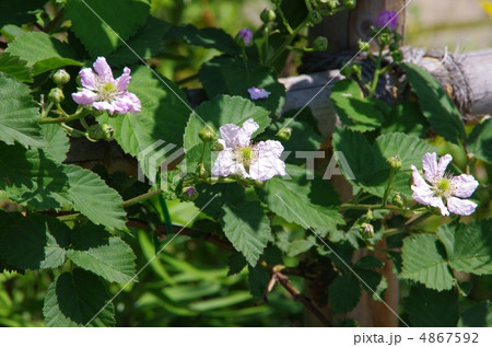 木イチゴの花　野いちごの花 4867592
