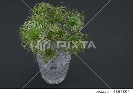 テッセン・花の後 テッセン・花の後 4867804