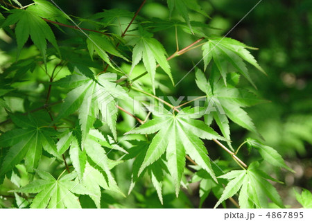 新緑のもみじ 新緑のもみじ 4867895