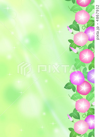 朝顔ボーダーピンク花 4867932