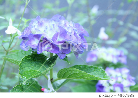 紫陽花 紫陽花 4867938