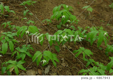 チゴユリ チゴユリ 4867943