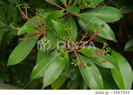 タブノキ タブノキ 4867944