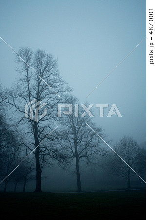 Trees in the fog 4870001