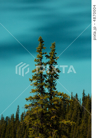 Trees and alpine lake 4870004