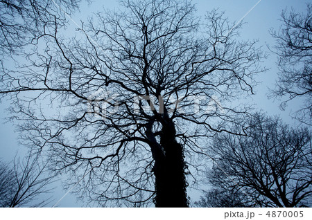 Trees and evening sky 4870005