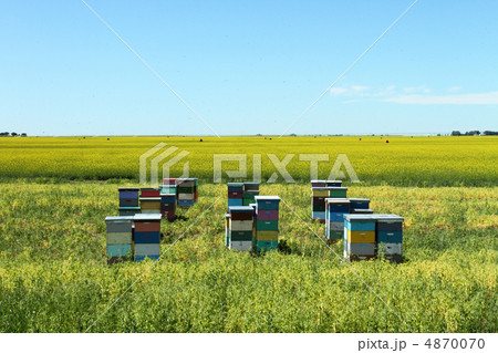 Honey Bee Hives Honey Bee Hives 4870070