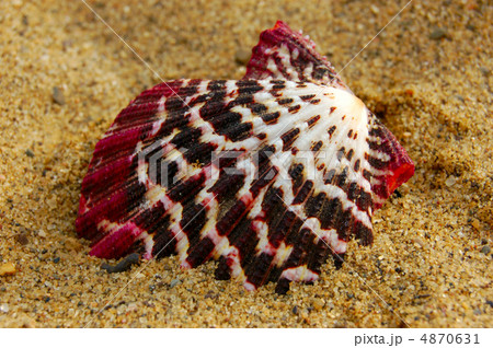 shell shell 4870631