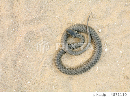 serpent serpent 4871110