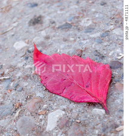 grapevine leaf grapevine leaf 4871111