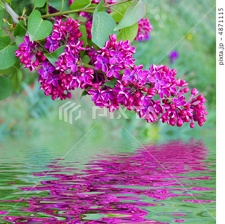 lilac (syringa) lilac (syringa) 4871115