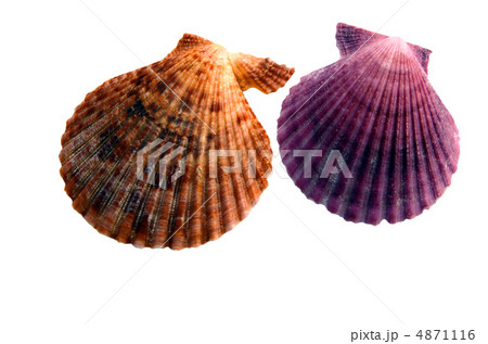 colored shells colored shells 4871116