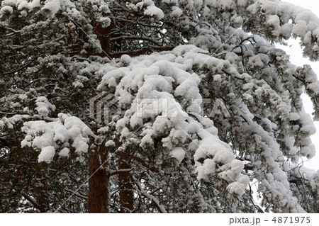Branches of the pine in snow 4871975
