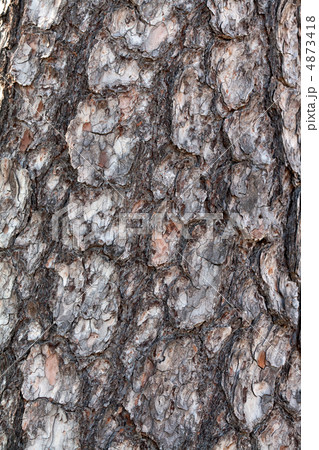 bark pine tree in the background bark pine tree in the background 4873418