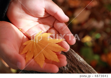 もみじ　手のひら 4873641