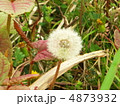 河原で見つけたわたぼうし 4873932