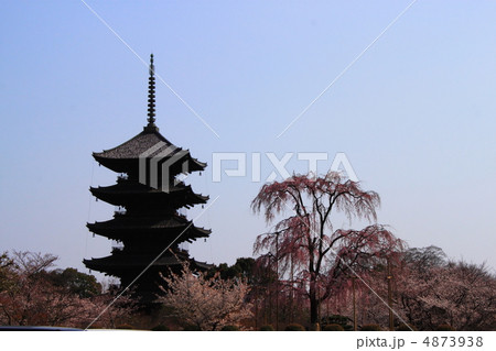 さくらと五重の塔 さくらと五重の塔 4873938
