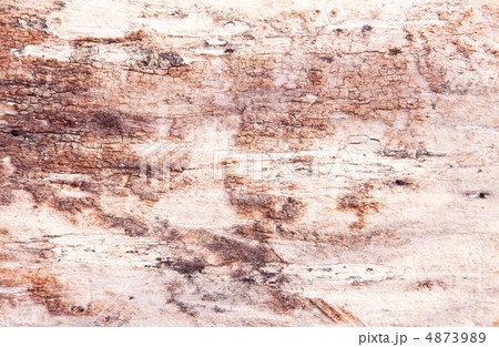 old wooden bark, texture, background 4873989