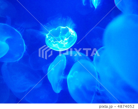 ミズクラゲ 4874052