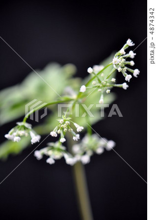 ヤブニンジンの花 ヤブニンジンの花 4874342