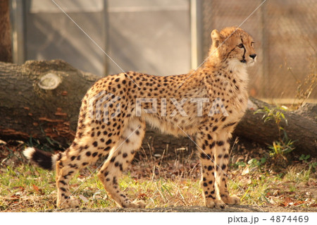 チーター_14 チーター_14 4874469