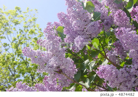 ライラック 4874482