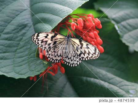 オオゴマダラ 4874539