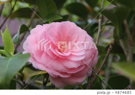 ピンクの椿 4874685