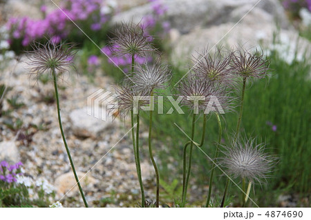 チングルマ 4874690