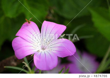 アグロステンマにとまる小さなハナアブ アグロステンマにとまる小さなハナアブ 4874766