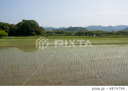 田植えが済んだ水田 田植えが済んだ水田 4874794