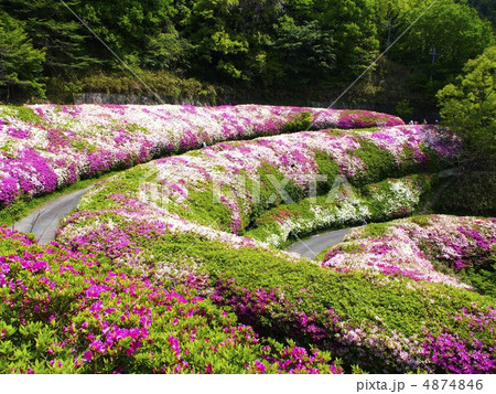 なるかわ園地のツツジ園 なるかわ園地のツツジ園 4874846