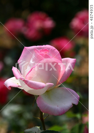 薔薇の花 薔薇の花 4874935