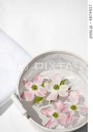 ハナミズキ 4874937