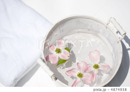 ハナミズキ 4874938