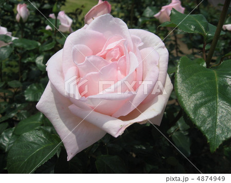 バラ 4874949