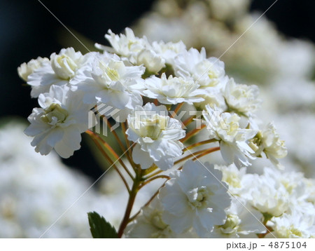 シジミバナ（蜆花）：エクボバナ 4875104