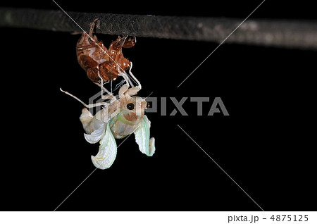 アブラゼミの羽化③ アブラゼミの羽化③ 4875125