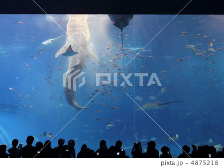 餌付け中のジンベエザメ 餌付け中のジンベエザメ 4875218