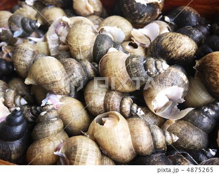 バイ貝 バイ貝 4875265