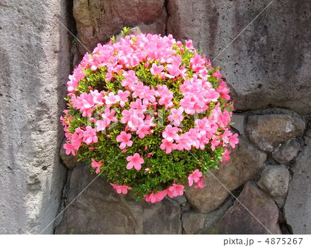 まん丸つつじ まん丸つつじ 4875267